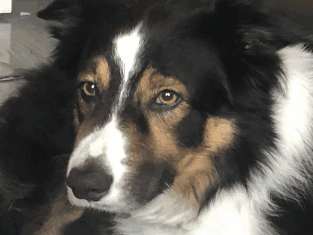 a close up of a dog 's face with brown eyes