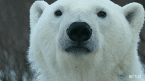 Staring Polar Bear GIF - Staring Polar Bear Our Living World GIFs