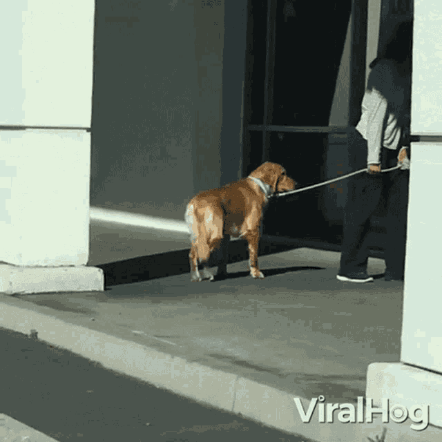 Dog Reluctant To Go In Viralhog GIF - Dog Reluctant To Go In Viralhog Dog Refuses To Enter GIFs