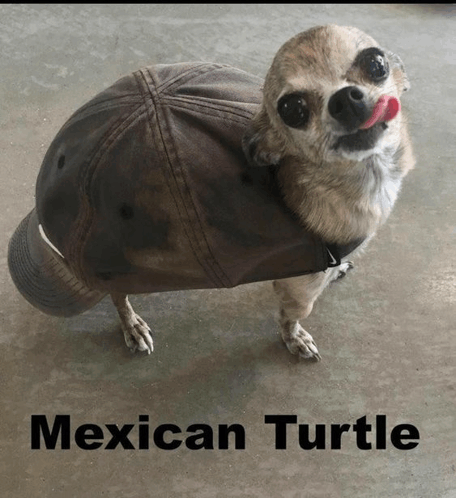 dog-mexican-turtle.gif
