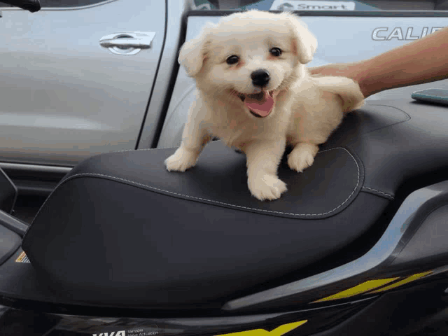 a small puppy is sitting on a motorcycle seat in front of a smart car