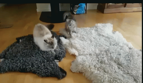 Cat Fighting GIF - Cat Fighting Kung GIFs