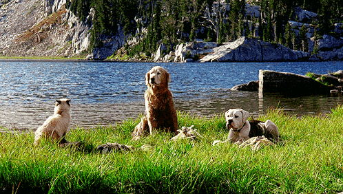 Homeward Bound The Incredible Journey GIF - Homeward Bound The Incredible Journey Dogs GIFs