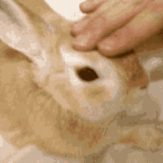 a close up of a person petting a brown rabbit 's head .