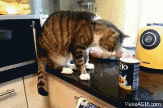 a cat is standing on a counter next to a can of rio