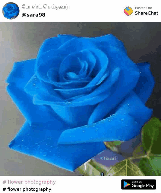 a blue rose with water drops on it is on a table