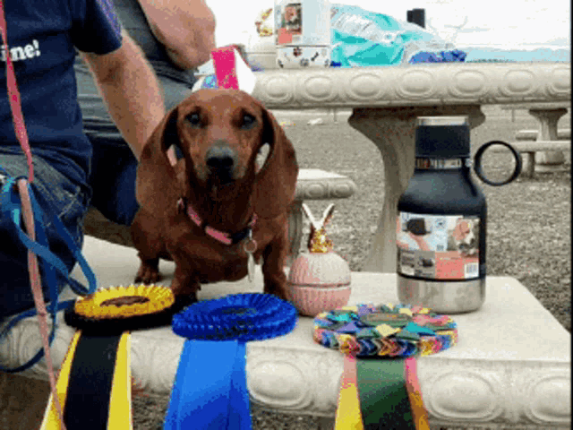 a dachshund sits on a table with ribbons and a bottle that says ' stainless steel ' on it