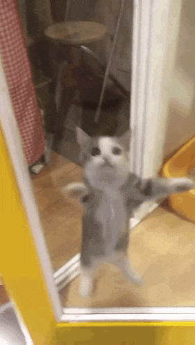 a cat is standing in front of a mirror .