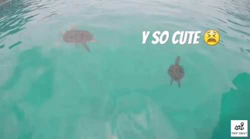 Ysocaute GIF - Y So Cute Penyu Turtle GIFs