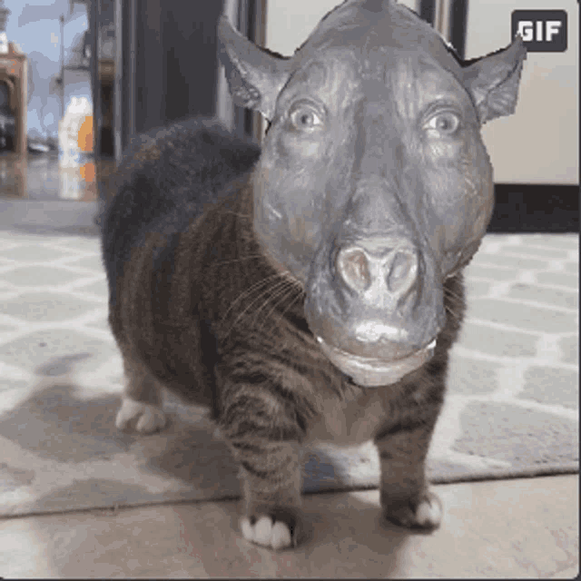 a cat with a rhino mask on its head