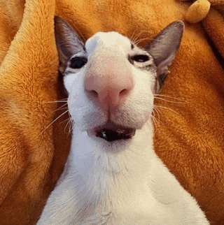 a cat with a big nose is laying on a blanket and looking at the camera .