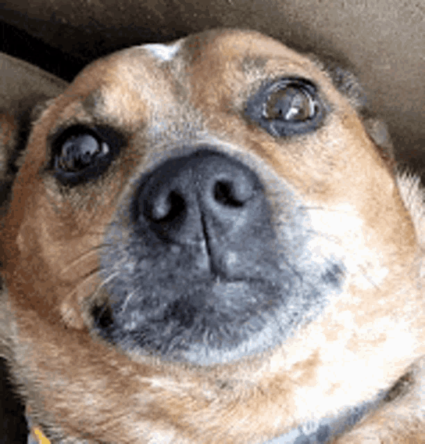 a close up of a dog 's face with a blue collar