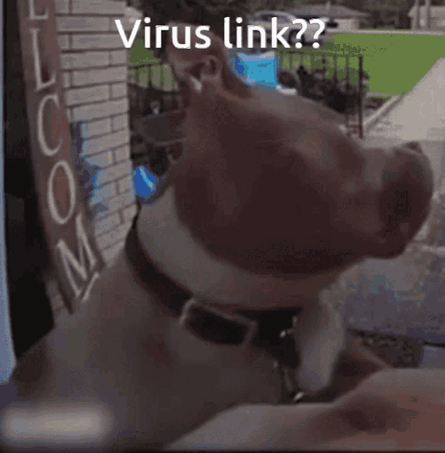 Sus Dog Virus GIF - Sus Dog Virus GIFs