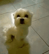 a small white dog is sitting on a tile floor