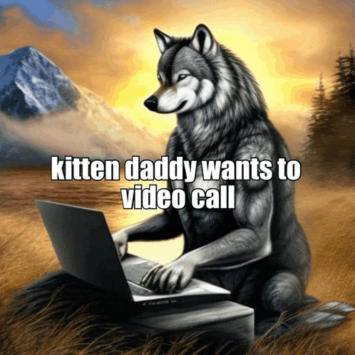 a wolf sitting in front of a laptop with the words kitten daddy wants to video call