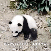 a panda bear is walking in the dirt with the words `` it would be better if you were on ben '' written on it .