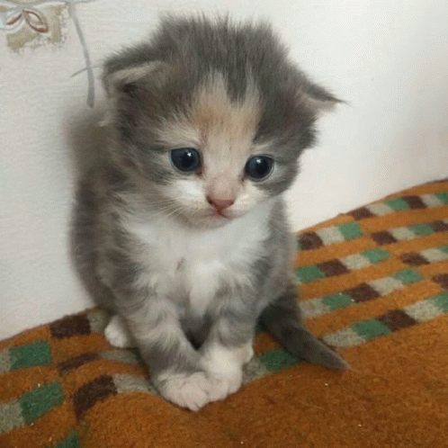 Gato Timido Flushed Cat GIF - Gato Timido Flushed Cat GIFs
