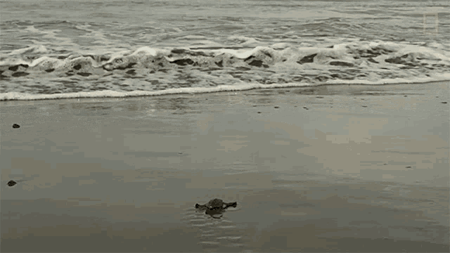 Reaching The Ocean World Turtle Day GIF - Reaching The Ocean World Turtle Day Untamed GIFs