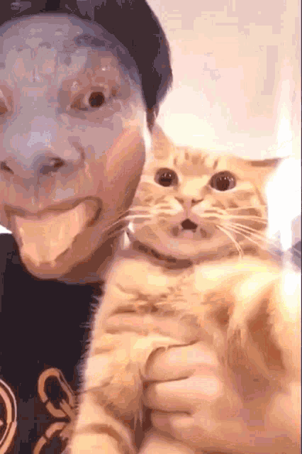 Cats Funny GIF - Cats Funny Reaction GIFs