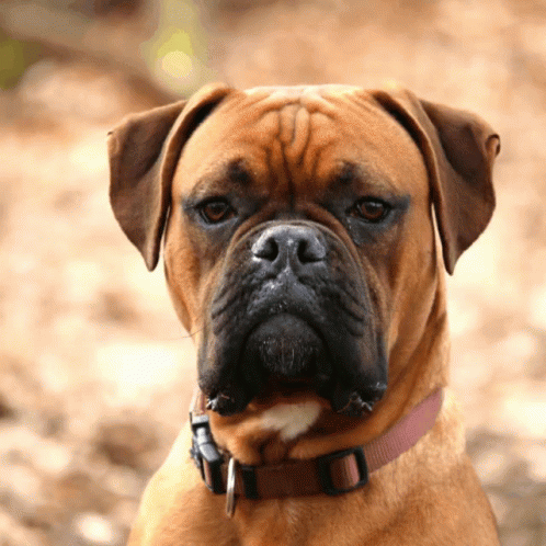 Boxer Dog GIF - Boxer Dog Looks Away GIFs
