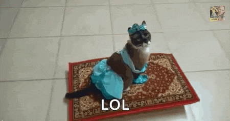 a cat is sitting on a rug wearing a blue dress and crown .