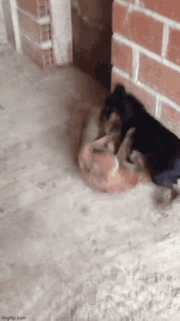 a dog and a rabbit are playing in the dirt near a brick wall .