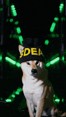 a dog wearing a black beanie that says " dea "