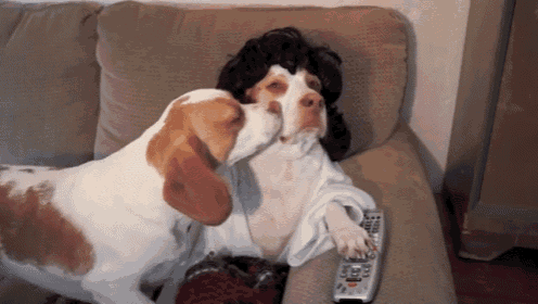 a dog wearing a wig is licking another dog 's face on a couch