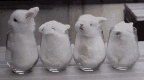 Bunny Glass GIF - Bunny Glass Bunnies Cup GIFs
