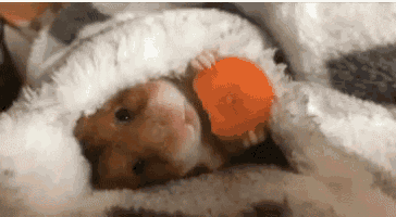 a hamster is laying under a blanket holding a carrot .