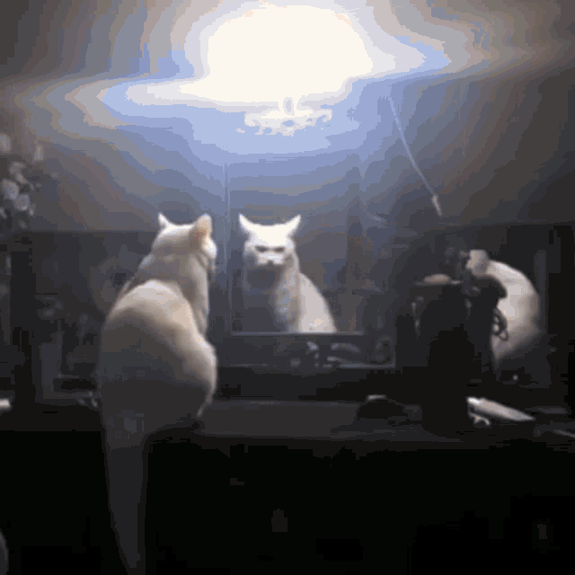 Miror Cat GIF - Miror Cat Cat Miror GIFs