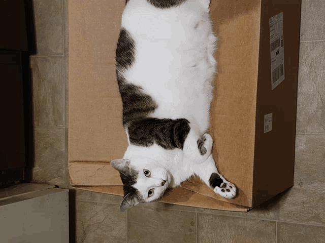 a cat is laying in a cardboard box with a label on it that says ' priority mail '