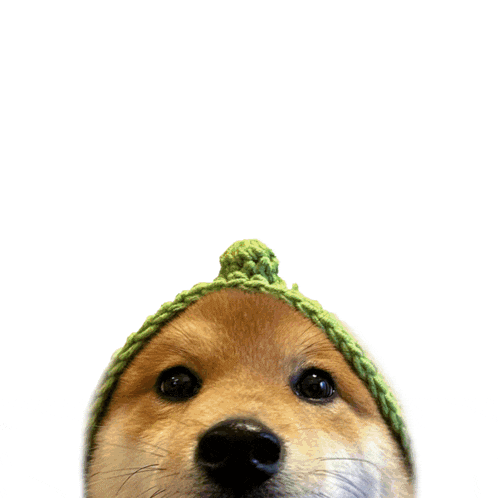 a dog wearing a green knitted hat with the words thank you above it