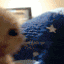a close up of a cat 's face sitting on a blue pillow .