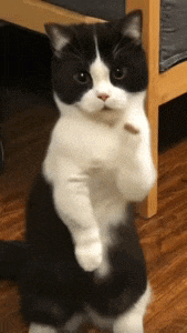 a black and white cat is sitting on its hind legs