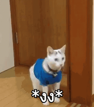 แมว งง GIF - Confused Cat What Oh No GIFs