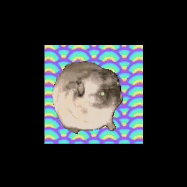 a pug dog is standing on its hind legs on a rainbow background .