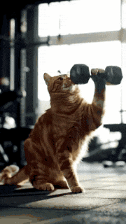 a cat is lifting a dumbbell on its hind legs in a gym