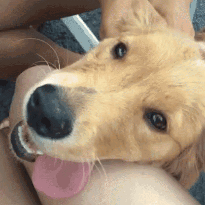 a close up of a dog with its pink tongue hanging out