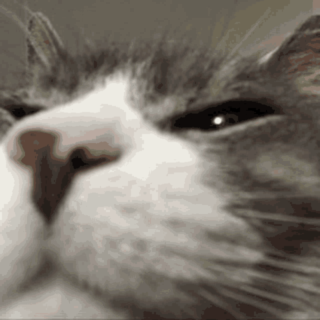 a close up of a gray and white cat 's face with a red nose .