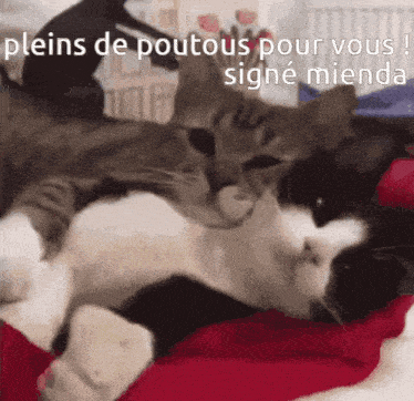 two cats are laying next to each other with the caption pleins de poutous pour vous signe mienda