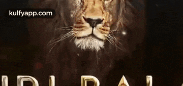 a close up of a lion 's face on a black background with the word ' lion ' in gold letters .