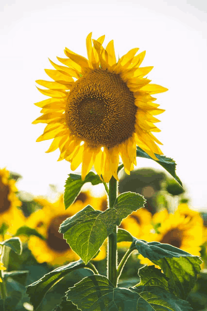 a sunflower is surrounded by other sunflowers and leaves