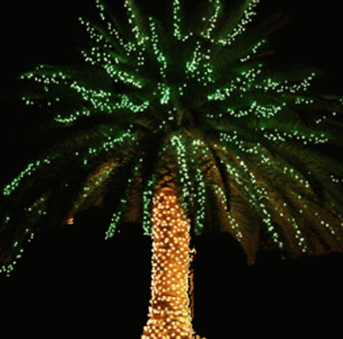 Palm Tree Christmas Tree GIF - Palm Tree Christmas Tree Tropical Christmas GIFs