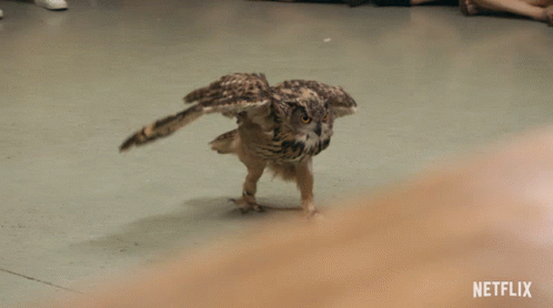 Owl Running Tiger King GIF - Owl Running Tiger King Preparing For Take Off GIFs