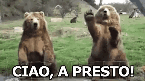 two bears are standing on their hind legs in a grassy field .