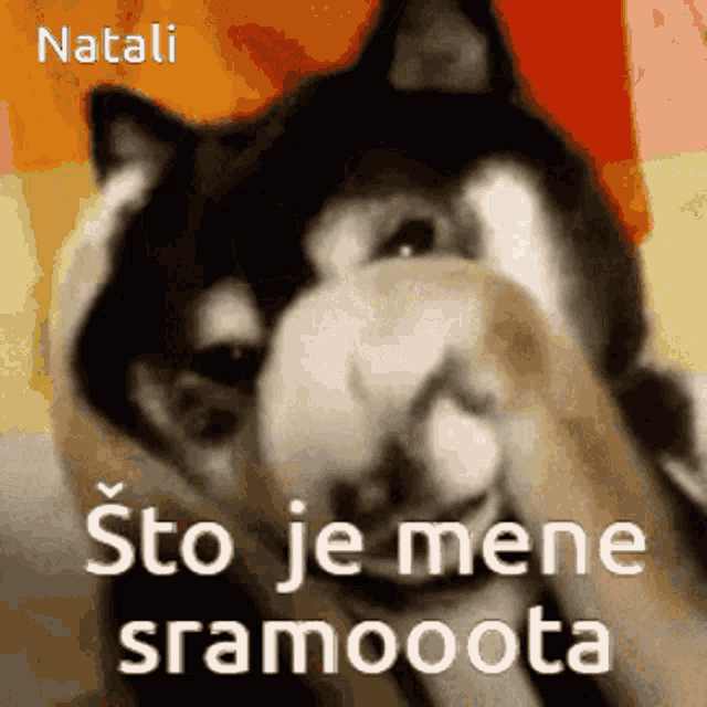 a husky dog covering its face with its paw and the words sto je mene sramoota