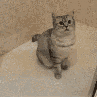 a cat is standing in a bathtub with its tail hanging over the edge .