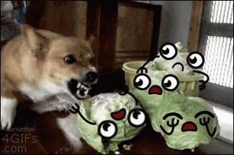 Dog Cabbage GIF - Dog Cabbage GIFs