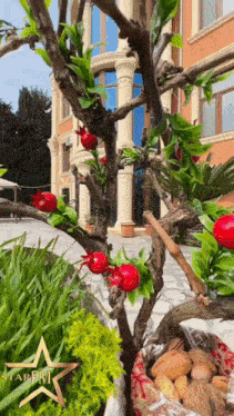 a star fm logo is on a tree with red berries